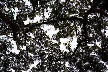 phenomenon crown shyness trees in forest .