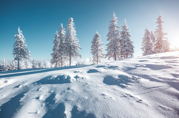 Magical white spruces on a frosty day. Location Carpathian mountains, Ukraine, Europe.