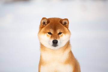 Beautiful Shiba Inu Dog in the winter forest