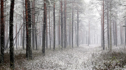 Fototapeta premium Forest at the side of marsh at Torronsuo national park, Tammela, Finland. 