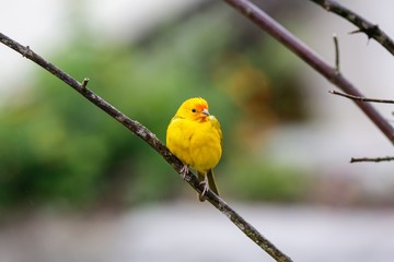 Beautiful Saffron finch perched on a leaveless branch against defocused green background, Serra da Mantiqueira, Atlantic Forest, Itatiaia,  Brazil 