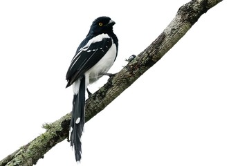Close up of a Magpie woodnymph perched on a bare branch against bright background, Serra da...