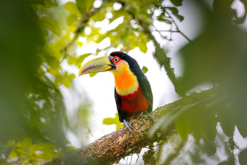 Close up of a beautiful Red-breasted toucan perched on a tree branch, framed with green defocused leaves, Serra da Mantiqueira, Atlantic Forest, Itatiaia,  Brazil 