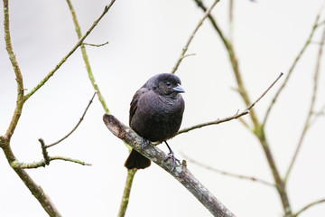 Close up of a Sooty grassquit perched on a bare branch against bright background, Serra da...