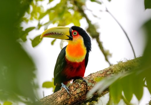 Close up of a beautiful Red-breasted toucan perched on a tree branch, framed with green defocused leaves, Serra da Mantiqueira, Atlantic Forest, Itatiaia,  Brazil 