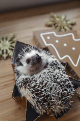 Obraz premium Christmas time - cute hedgehog picture