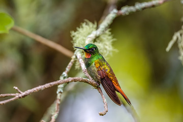 Beautiful colored Brazilian ruby perched on a branch against defocused green background, Serra da Mantiqueira, Atlantic Forest, Itatiaia, Brazil