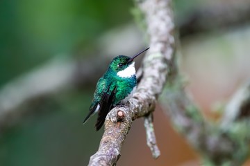 Cute White-throated hummingbird perched on a bare branch against defocused background, Serra da Mantiqueira, Atlantic Forest, Itatiaia,  Brazil 