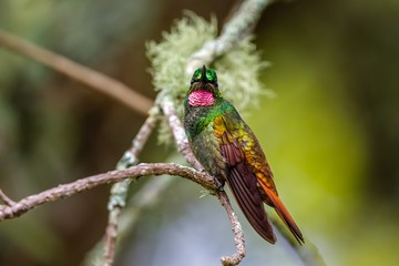 Front view of a beautiful colored Brazilian ruby perched on a branch against defocused green background, Serra da Mantiqueira, Atlantic Forest, Itatiaia, Brazil