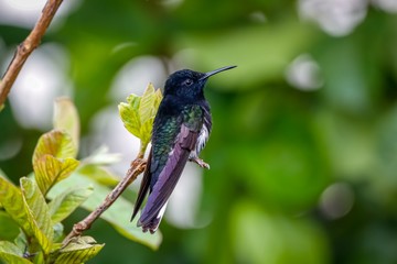 Close up of a Black Jacobin perched on a branch against green defocused background, Serra da Mantiqueira, Atlantic Forest, Itatiaia,  Brazil 