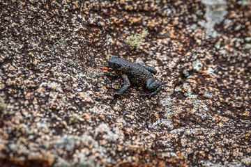 Close up of a tiny Maldonada redbelly toad, an endemic Brazilian toad, on granite rock, Itatiaia, Brazil