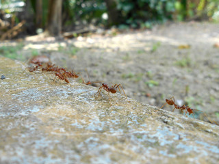 Weaver ants or green ants, scientific name Oecoephylla Smaradgina living wild in the tropical bush.