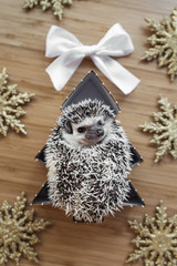 Christmas time - cute hedgehog picture