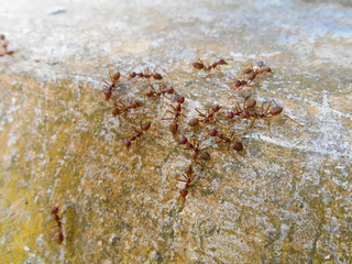 Weaver ants or green ants, scientific name Oecoephylla Smaradgina living wild in the tropical bush.