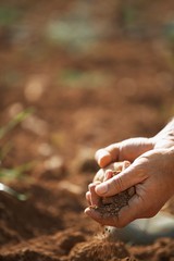 Farmer's Hands Holding Soil On Fertile Land