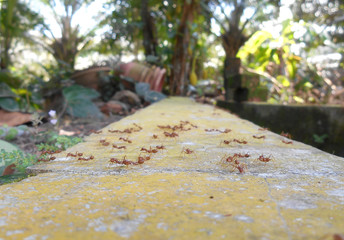 Weaver ants or green ants, scientific name Oecoephylla Smaradgina living wild in the tropical bush.