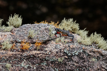 Close up of a tiny, beautiful Maldonada redbelly toad, an endemic Brazilian toad, on granite rock with moss plants against dark background, Itatiaia, Brazil