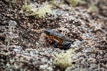 Close up of a tiny Maldonada redbelly toad, an endemic Brazilian toad, on granite rock, Itatiaia, Brazil