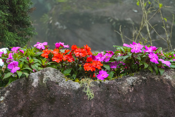 Flowering plants in pink, white and red against a granite rock, Atlantic Forest, Itatiaia, Brazil 