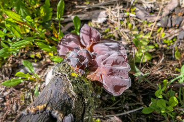 Close up of a brown tree fungus on a tree stump, Serra da Mantiqueira, Atlantic Forest, Itatiaia,  Brazil 