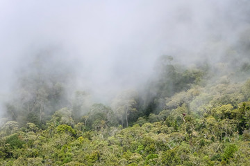 Clouds drifting over lush Atlantic rainforest in the Serra da Mantiqueira (Mantiqueira Mountain Range), Itatiaia, Brazil 