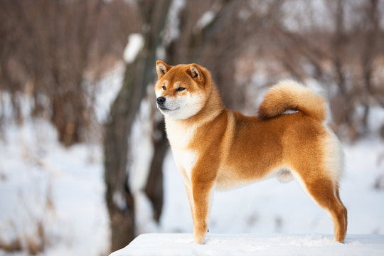 Beautiful shiba inu male dog standing in the forest in winter. Japanese shiba inu dog in the snow