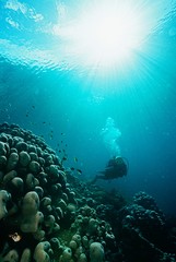 Scuba Diver Underwater
