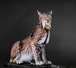 Lynx sitting on a branch with gray background © xyo33