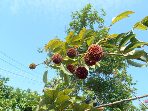 The pulasan or scientific name Nephelium mutabile Blume is often called wild rambutan by the locals. Grows in the tropics and have a sweet fruit.