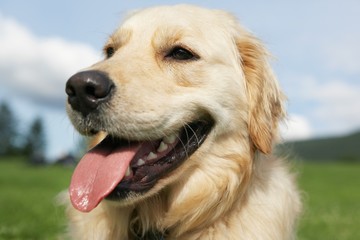 Closeup Of Golden Retriever Panting