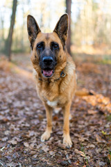 German Shepherd Dog in Forest on Walk