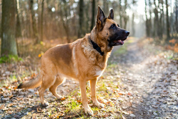 Dog Portrait In Forest. German Shepherd Full Body Portrait