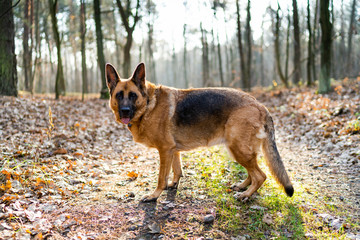 Happy Dog on Walk in Forest. Active Outdoors