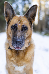 German Shepherd Dog Portrait, Face Covered in Snow