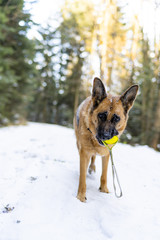 Active Dog Play with Ball in Snowy Forest at Winter