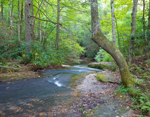 Stream in a thick forest