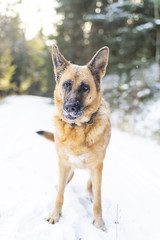 Fototapeta na wymiar German Shepherd Dog Portrait, Face Covered in Snow