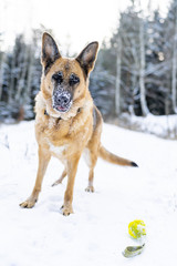 Active Dog Play with Ball in Snowy Forest at Winter