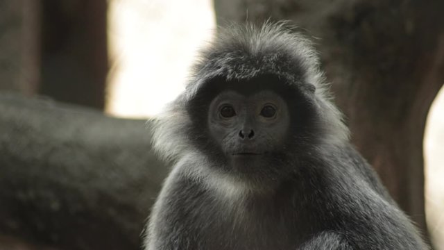 A Silvery Langur sits on a branch, a species that is near threatened from habitat destruction and illegal pet trades.