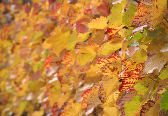 Herbstliches Weinlaub
