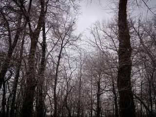 Obraz na płótnie Canvas Bare trees with frost