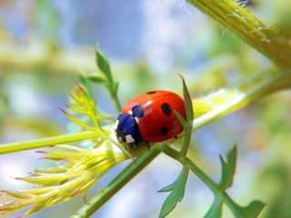 ladybug