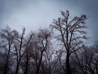 Fototapeta na wymiar Bare trees in winter