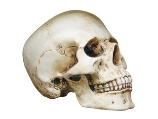 human skull bones closeup no background