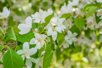 Apple blossom against the background of nature in spring white flowers in the sun
