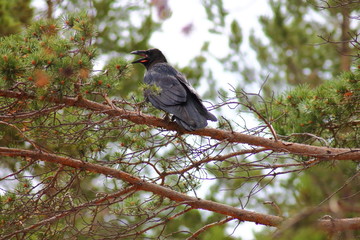 bird crow