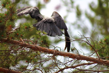 bird crow