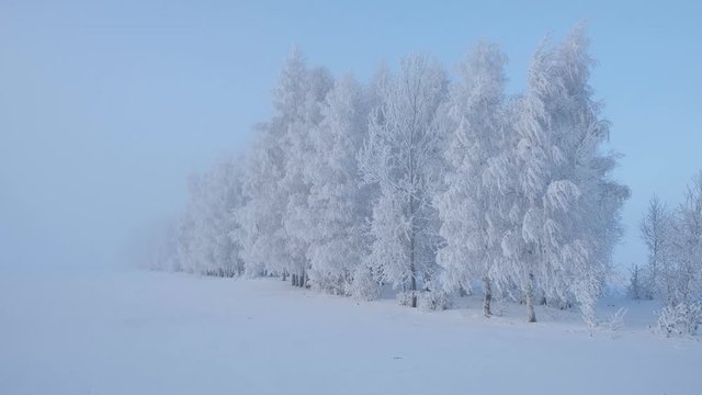 Trees in the snow on a frosty winter day.  cold winter. Winter nature of the North