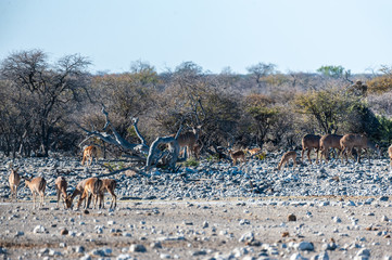 Fototapeta na wymiar A group of greater kudu -Tragelaphus strepsiceros- Approaching a waterhole in Etosha National Park, Namibia.