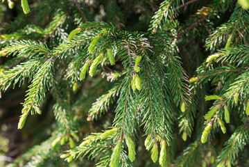 flowering spruce branch with young shoots close-up. young soft spruce